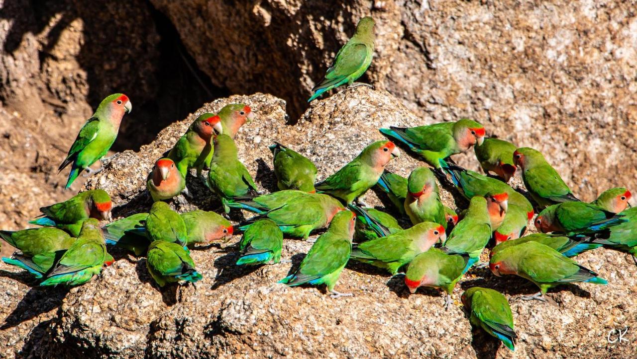 Ondudu Safari Lodge オマルル エクステリア 写真